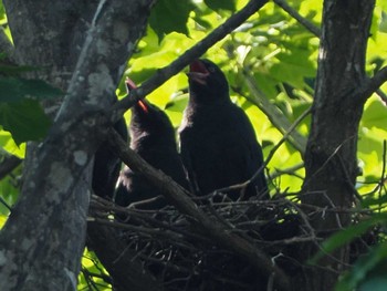 2023年7月26日(水) 福井緑地(札幌市西区)の野鳥観察記録