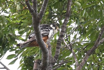 Eurasian Hobby Unknown Spots Fri, 8/17/2018