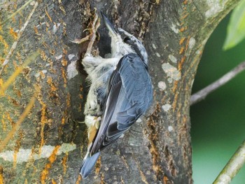 2023年7月28日(金) 福井緑地(札幌市西区)の野鳥観察記録