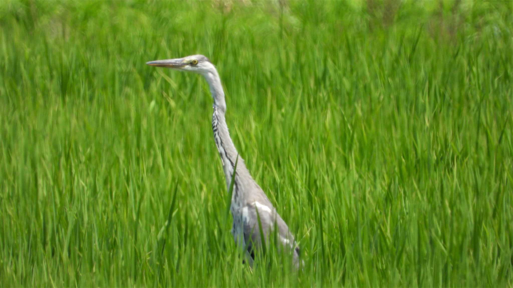 Grey Heron