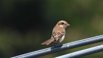 Bull-headed Shrike 南部山健康運動公園(青森県八戸市) Fri, 7/21/2023