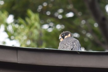 Eurasian Hobby Unknown Spots Fri, 8/17/2018