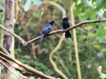 Greater Racket-tailed Drongo Kaeng Krachan National Park Sat, 7/1/2023