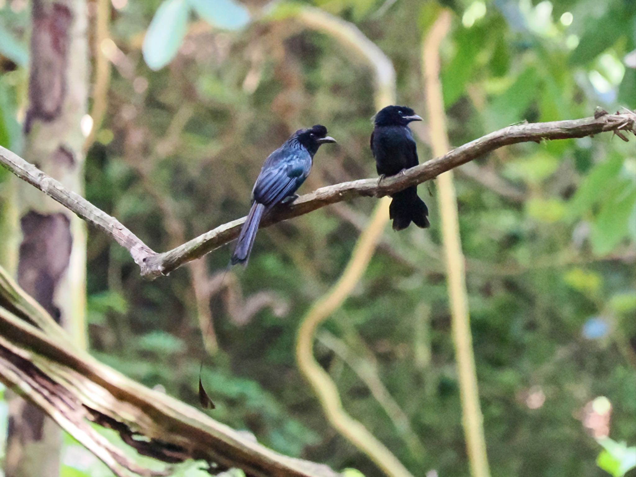 Greater Racket-tailed Drongo