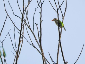 Lineated Barbet Kaeng Krachan National Park Sat, 7/1/2023