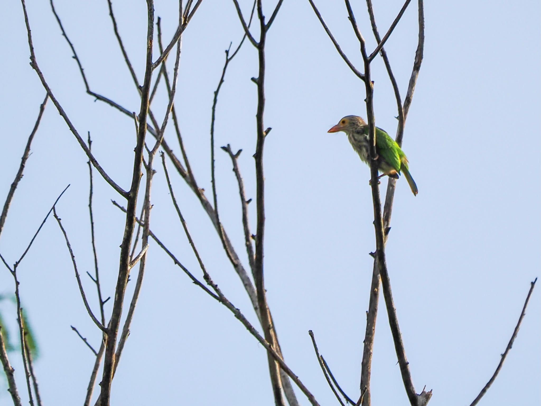 シロボシオオゴシキドリ　遠い梢にいた　斑模様の頭に緑の翼　オレンジ色のアイリングが目立つ by クロやん