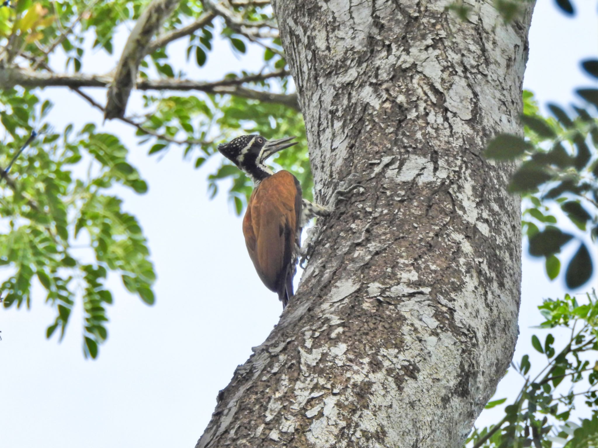 Common Flameback