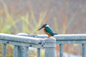 カワセミ 和歌山市紀の川(六十谷橋付近のサイクリングロード) 2018年8月15日(水)