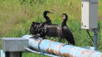 カワウ 多摩川(浅川合流付近) 2023年7月22日(土)