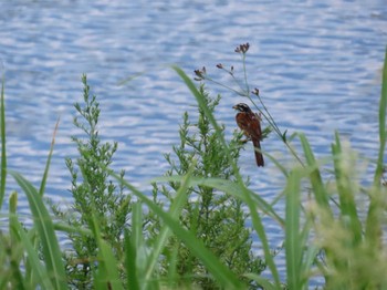 Meadow Bunting 多摩川(浅川合流付近) Sat, 7/22/2023