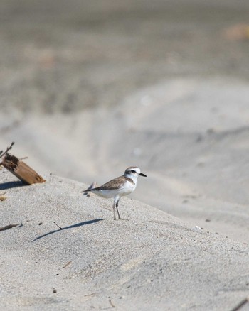 Kentish Plover 波崎海岸 Sun, 7/23/2023