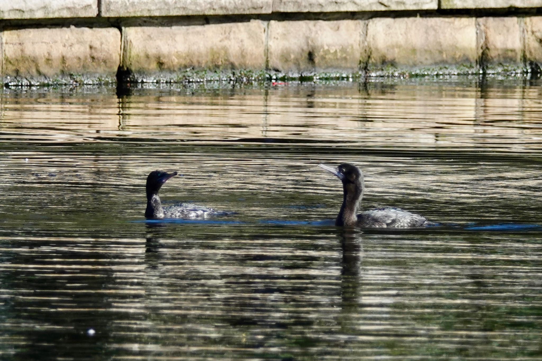 Photo of Little Black Cormorant at シドニー by のどか