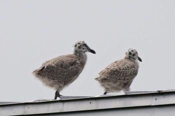 2023年7月19日(水) 納沙布岬の野鳥観察記録