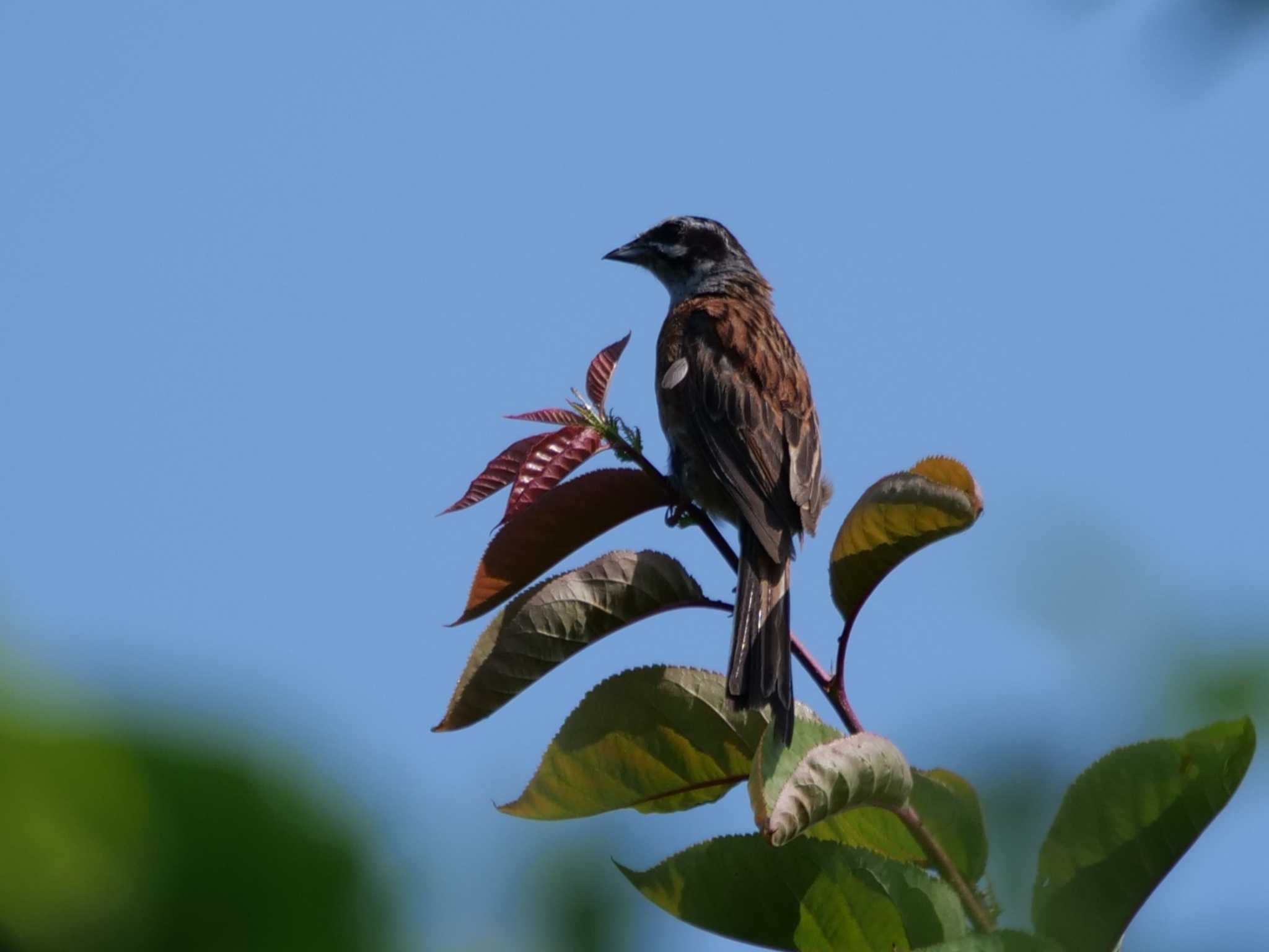 小休止・・。 by little birds