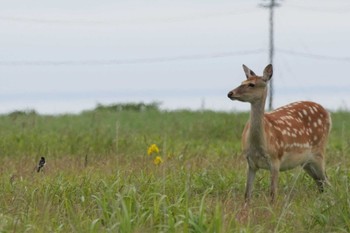 2023年7月19日(水) 落石岬の野鳥観察記録