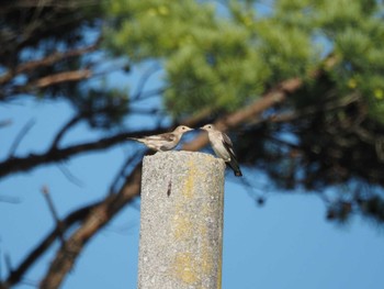 Chestnut-cheeked Starling JGSDF Kita-Fuji Exercise Area Mon, 7/17/2023