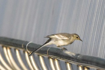 Wagtail モエレ沼公園札幌 Sat, 7/29/2023