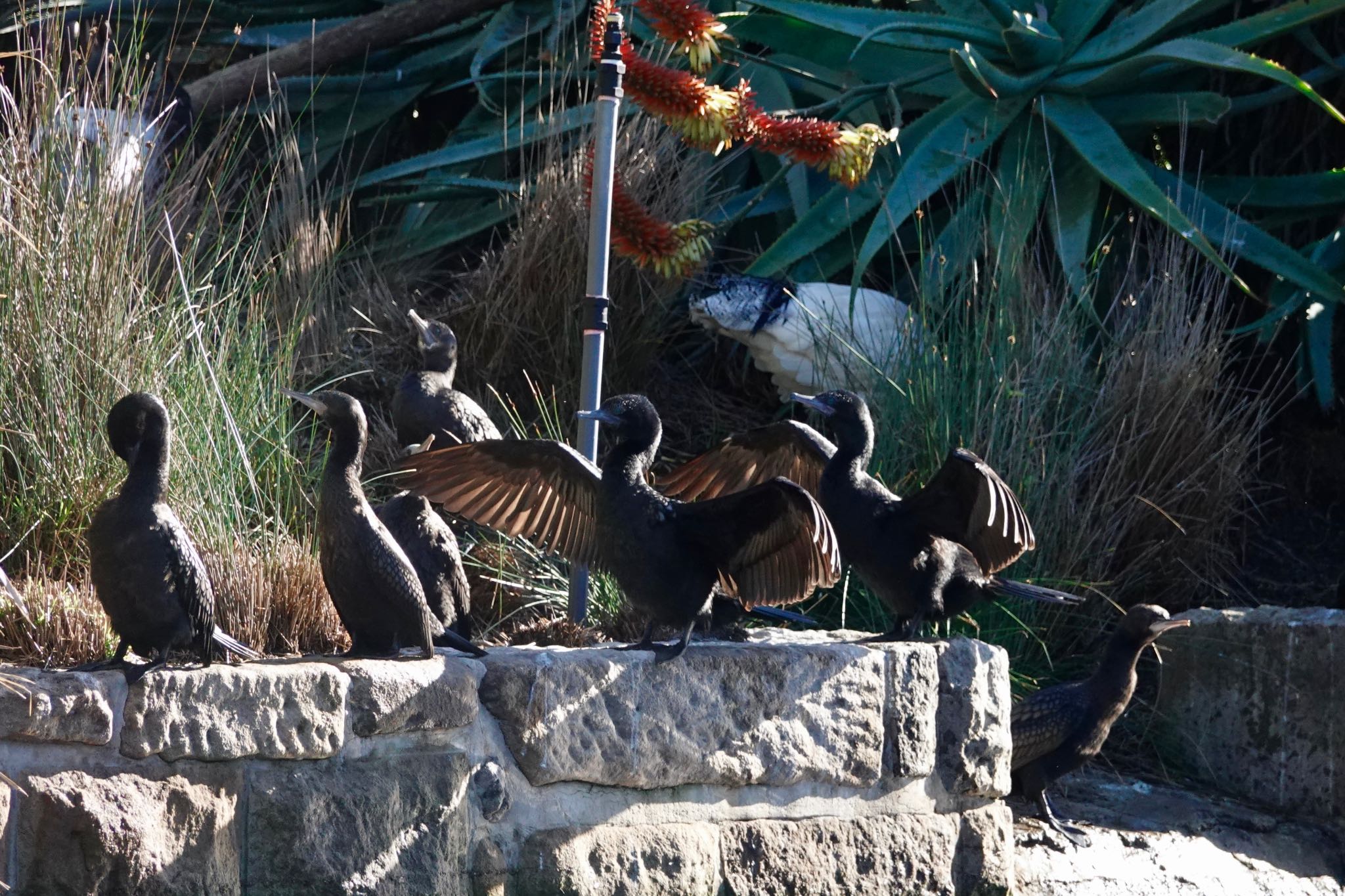 Photo of Little Black Cormorant at シドニー by のどか