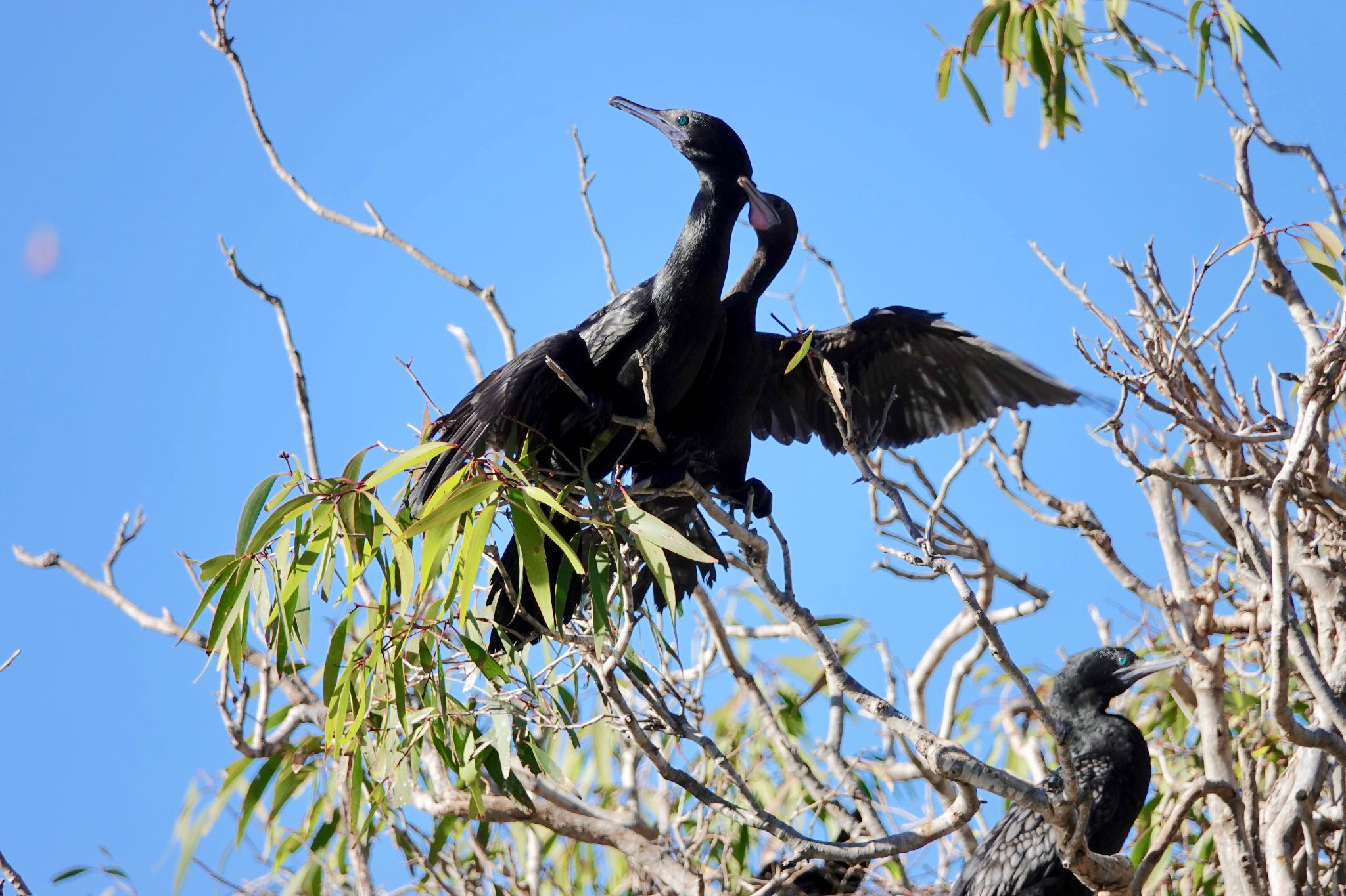 Photo of Little Black Cormorant at シドニー by のどか