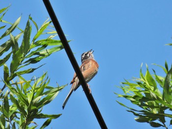 Meadow Bunting 赤城山 Mon, 7/24/2023