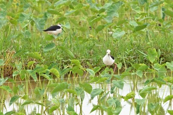 Black-winged Stilt 金武町田いも畑(沖縄県) Fri, 6/16/2023