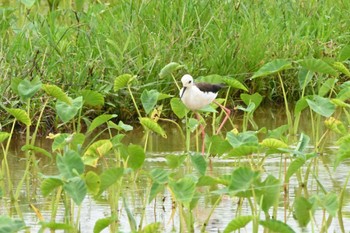 Black-winged Stilt 金武町田いも畑(沖縄県) Fri, 6/16/2023