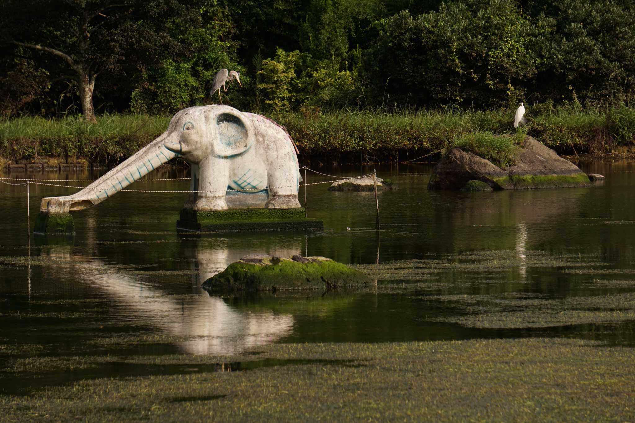 Grey Heron