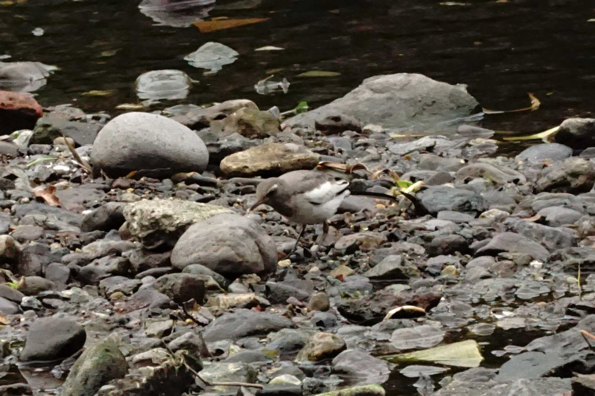 White Wagtail