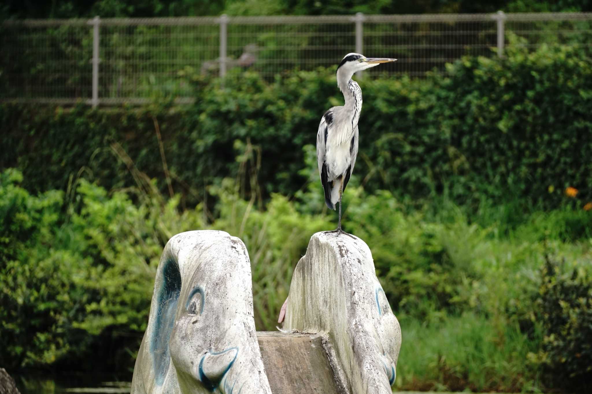 Grey Heron