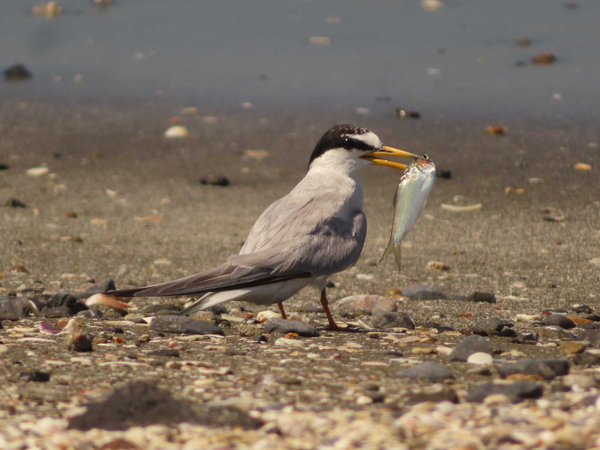 Little Tern