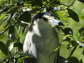 2018年8月17日(金) 井の頭公園の野鳥観察記録