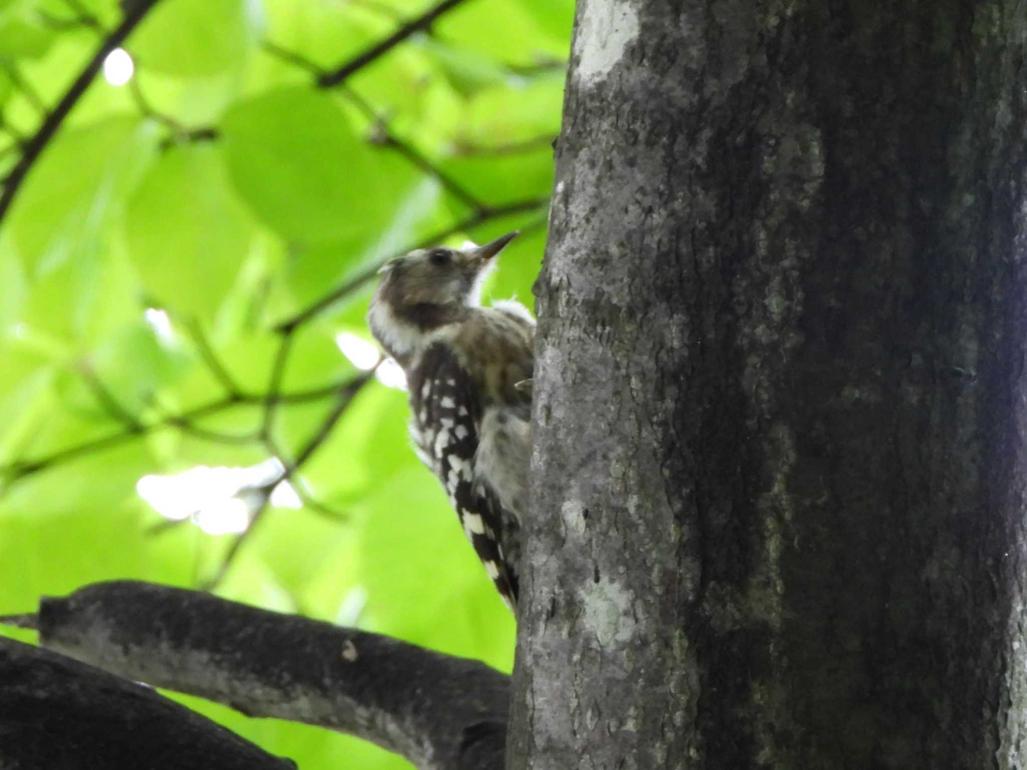 Japanese Pygmy Woodpecker