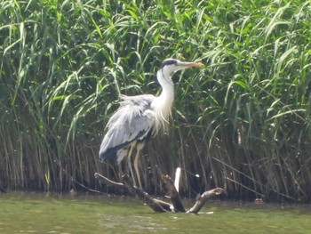 アオサギ 西岡公園(西岡水源地) 2023年7月29日(土)