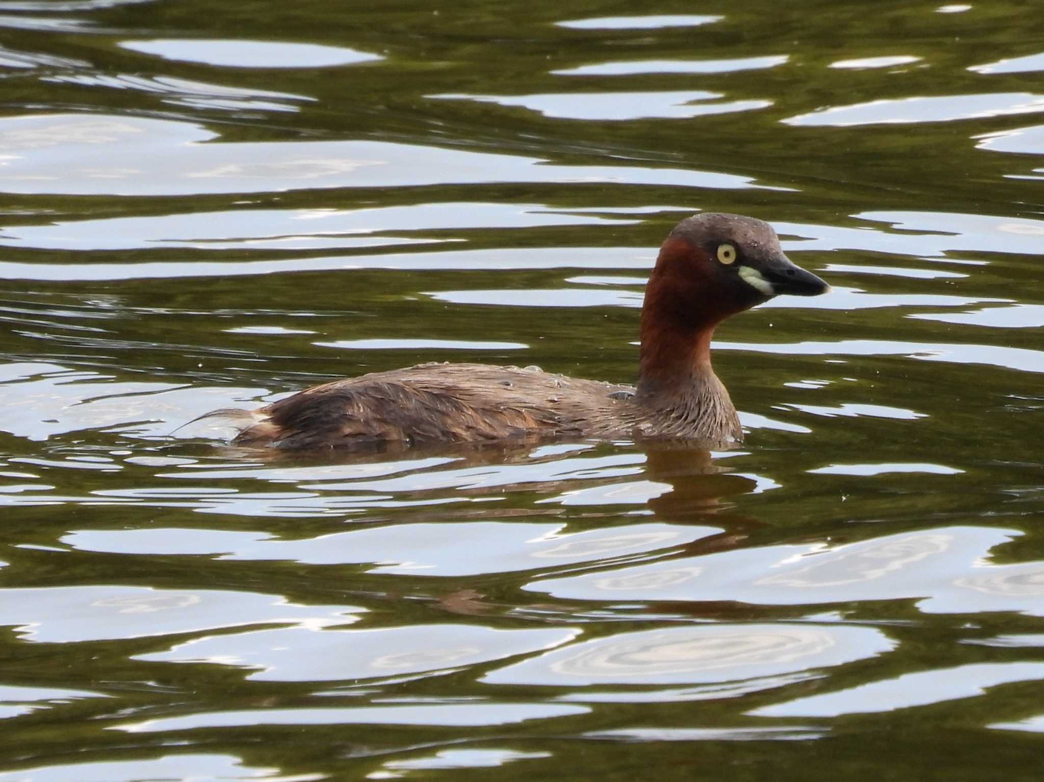 Little Grebe