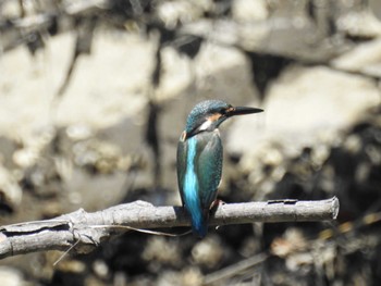 2023年7月29日(土) 長浜公園の野鳥観察記録