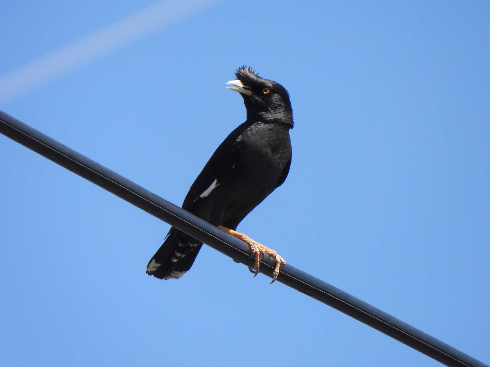 Crested Myna