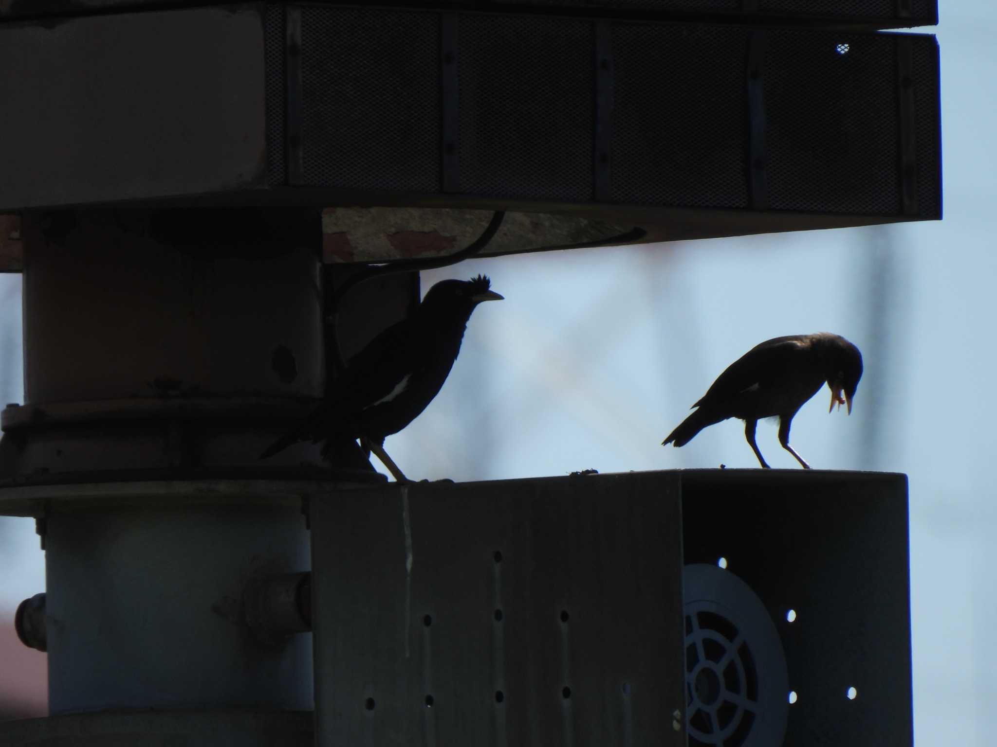 Crested Myna