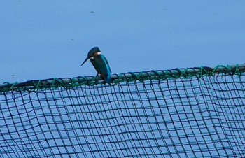 カワセミ 千里南公園 2023年7月29日(土)