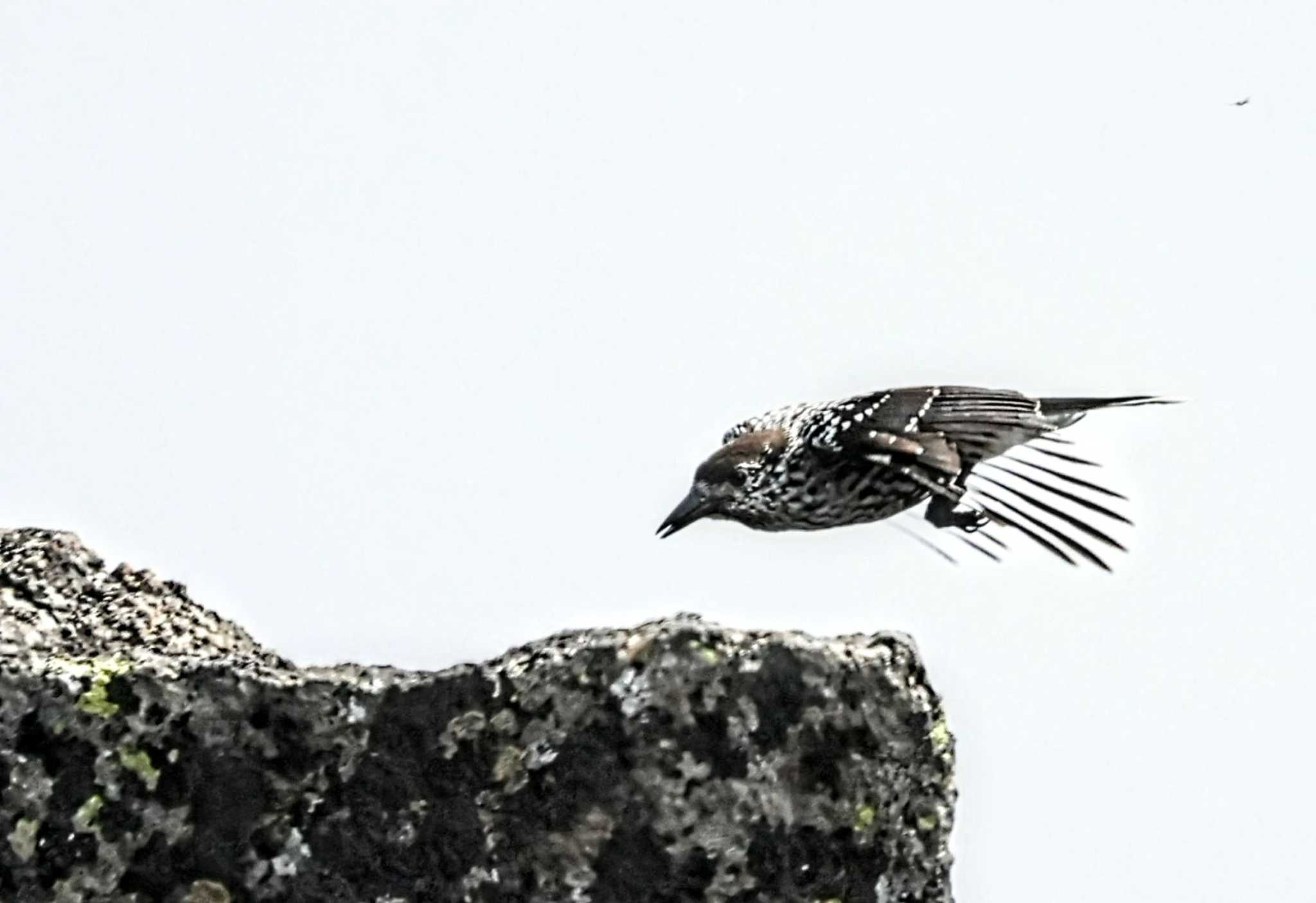 Spotted Nutcracker