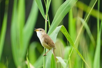 Black-browed Reed Warbler 春採湖 Thu, 7/20/2023