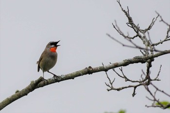 Thu, 7/20/2023 Birding report at 春採湖