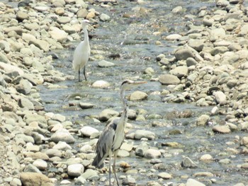 Grey Heron 酒匂川河口 Thu, 7/27/2023