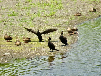 Great Cormorant 小田原市酒匂川 飯泉橋付近 Thu, 7/27/2023