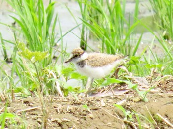 Little Ringed Plover 海老名市 Sun, 6/25/2023