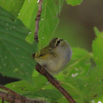 Eastern Crowned Warbler Mt. Takao Fri, 8/17/2018