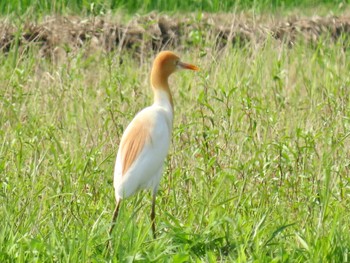 Eastern Cattle Egret 海老名市 Sun, 6/25/2023