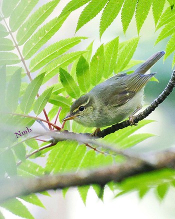 Japanese Leaf Warbler Unknown Spots Unknown Date