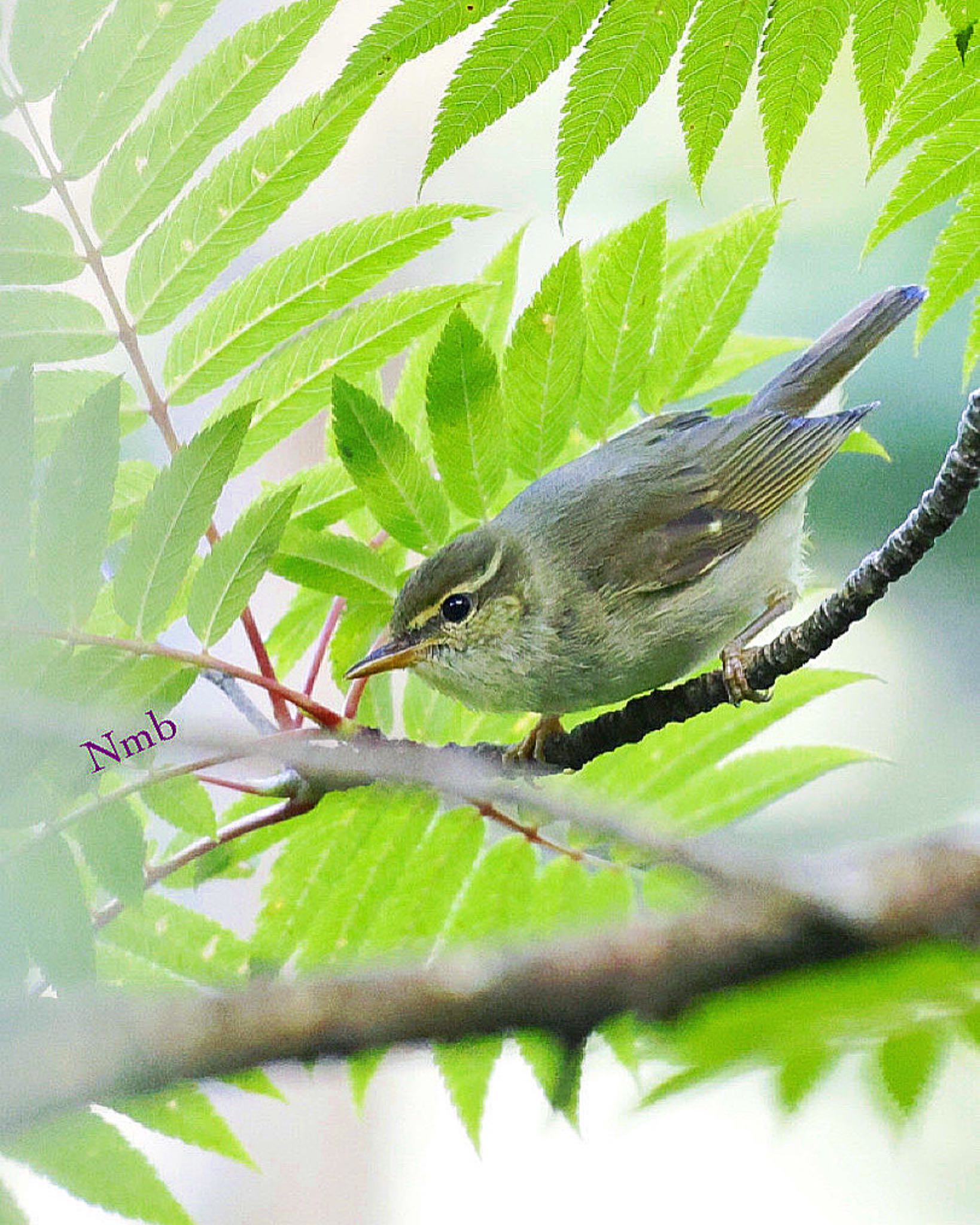 Photo of Japanese Leaf Warbler at  by soul.number.358