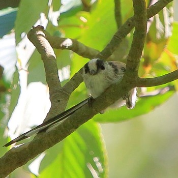 Long-tailed Tit Mt. Takao Fri, 8/17/2018