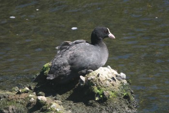 Sat, 7/29/2023 Birding report at 金井遊水地(金井遊水池)